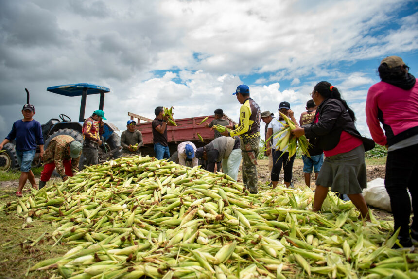 Agricultura familiar indígena de Boa Vista inicia colheita do milho 