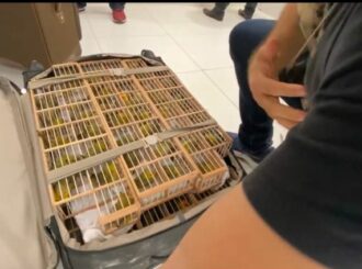 Dupla é presa levando mais de 500 canários-da-terra em malas no Aeroporto de Boa Vista