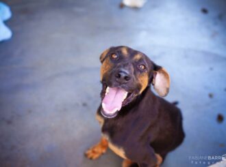 ONG vai promover feira de adoção de animais em Boa Vista