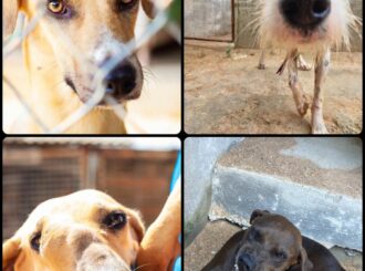 Cães e gatos vira-latas são preferência durante escolha de animais para adoção