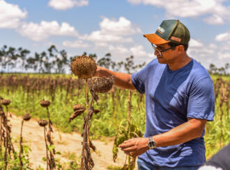 Prefeitura de Boa Vista faz primeira silagem de girassol em RR e ensina processo para acadêmicos, produtores e profissionais do campo