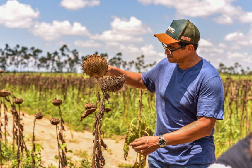 Prefeitura de Boa Vista faz primeira silagem de girassol em RR e ensina processo para acadêmicos, produtores e profissionais do campo