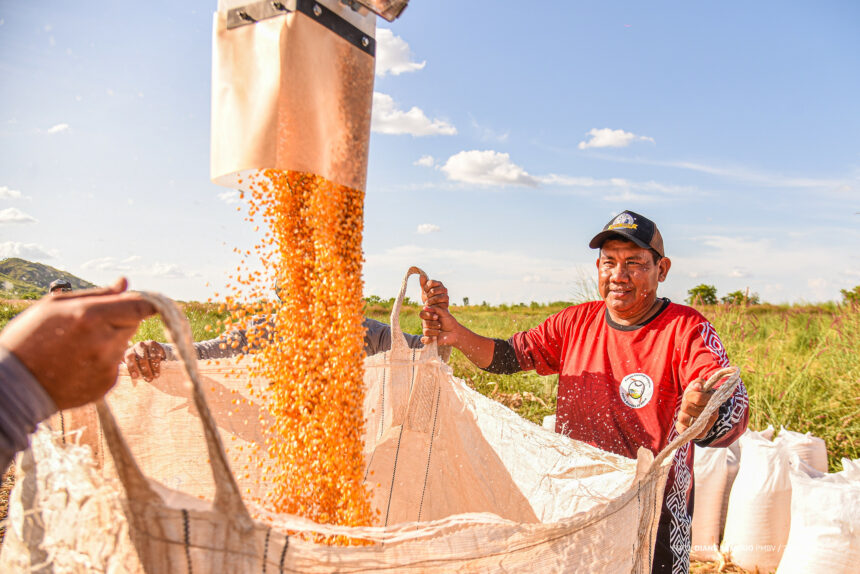 Prefeitura de Boa Vista inicia colheita de 400 toneladas de milho em comunidades indígenas