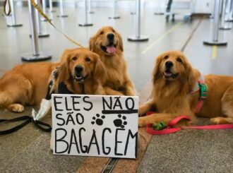 Governo Federal define novas regras para transporte de animais em aviões