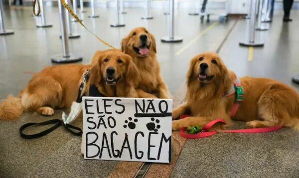 Governo Federal define novas regras para transporte de animais em aviões