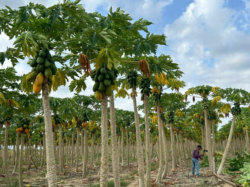 Mosca-da-Carambola: produtores de mamão em RR temem prejuízos que já somam mais de R$ 2 milhões após inclusão da fruta na lista de hospedeiras da praga