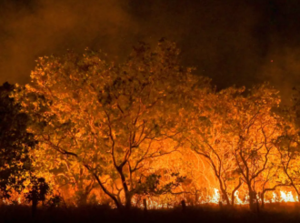 Amazônia tem diversidade empobrecida por incêndios florestais