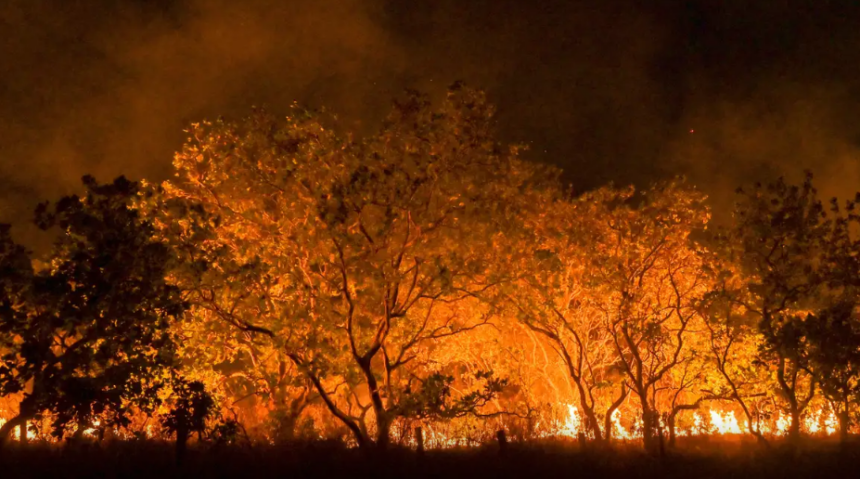 Amazônia tem diversidade empobrecida por incêndios florestais