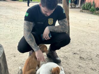 Cães que morreram em loteamento foram vítimas de doença viral e não de envenenamento, conclui investigação da Polícia Civil