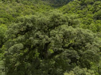 Ministério abre consulta para plano de prevenção da Mata Atlântica