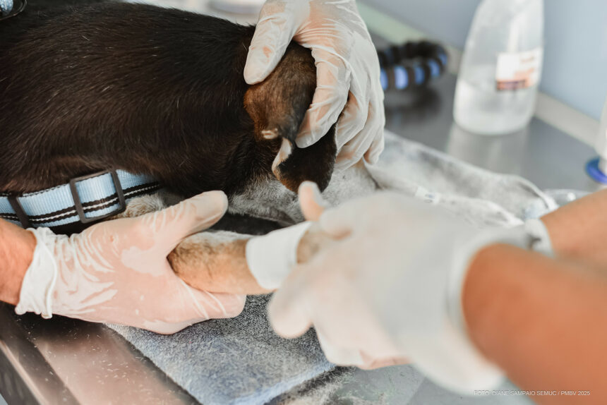 Interessados em credenciamento para tratamento de cães abandonados em Boa Vista devem enviar documentação por e-mail