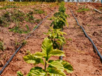 Frutas, verduras e legumes começam a ser plantadas para o Dia de Campo Em Hortifrúti