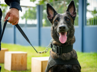 Canil da Guarda Municipal possui seis cães que ajudam no combate ao crime