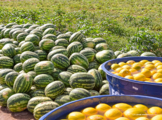 Com apoio da Prefeitura de Boa Vista, agricultores escoam produção e aumentam margem de lucro