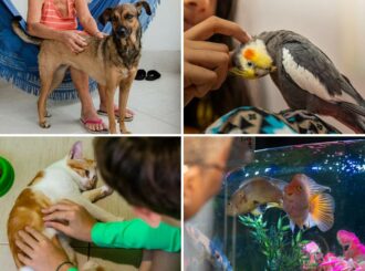 Brasil tem a terceira maior população de animais de estimação do mundo, aponta pesquisa