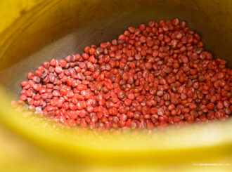 Apoio da Prefeitura: plantio de milho fortalece renda familiar nas comunidades indígenas de Boa