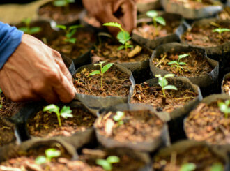 Para incentivar arborização urbana, Prefeitura de Boa Vista retoma doação de mudas no Horto Municipal
