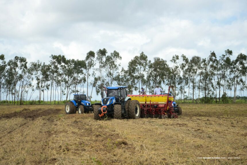 Prefeitura inicia plantio de girassóis, flor símbolo da feira AgroBV
