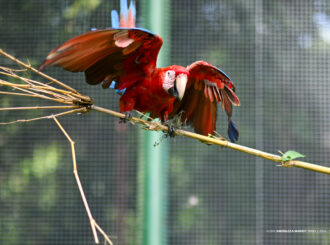 Com asas fortalecidas, aves do Bosque dos Papagaios se preparam para retorno à vida livre