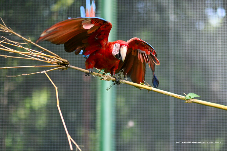 Com asas fortalecidas, aves do Bosque dos Papagaios se preparam para retorno à vida livre