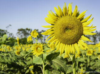 Campo experimental: uma vitrine de tecnologia e inovação no Maior Evento do Agro de Roraima