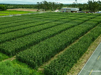 AgroBV: com destaque em campo experimental e inovação, Boa Vista se prepara para receber ‘Maior Feira da Agricultura de RR’