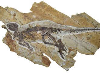 Estudos indicam que dinossauros piavam como pássaros e não rugiam