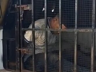 Homem é preso por estuprar mulher e agredir pai da vítima com estaca de madeira na zona rural de Boa Vista