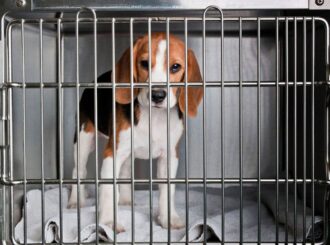 Lei que proíbe testes de cosméticos em animais entra em vigor no país