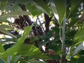 Jaguatirica é encontrada por moradores em cima de árvore em casa no Centenário