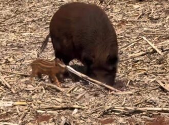 Aderr e Femarh se unem para combater crescimento de javaporcos em Roraima