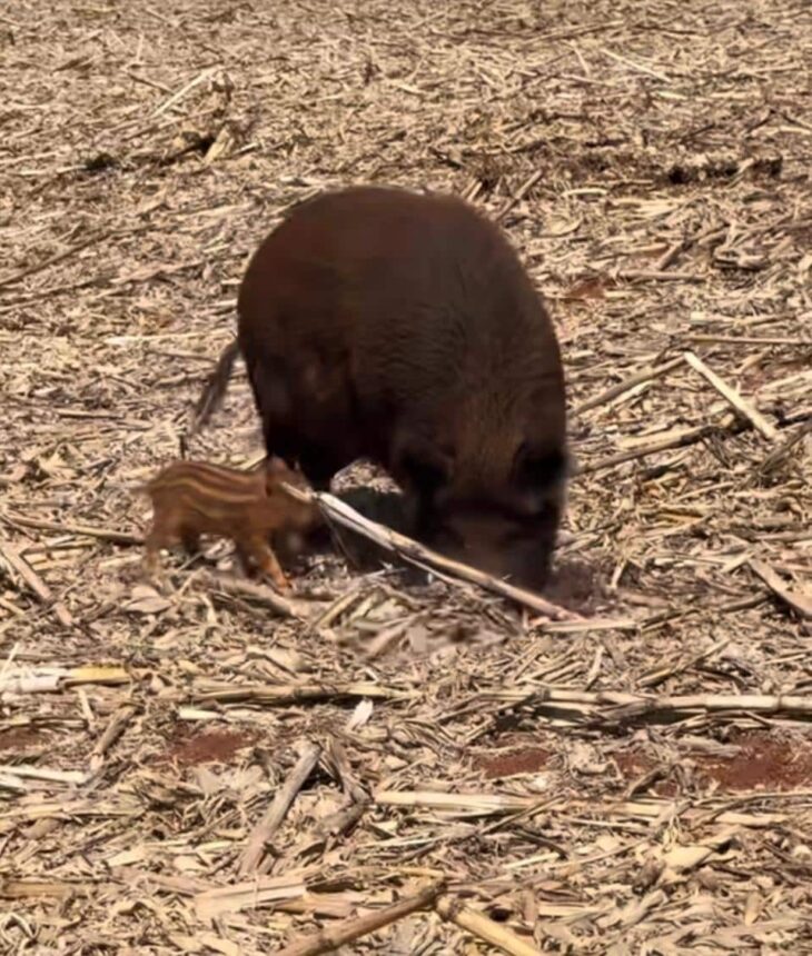 Aderr e Femarh se unem para combater crescimento de javaporcos em Roraima