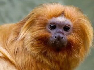 Micos-leões-dourados resgatados do tráfico voltam à natureza