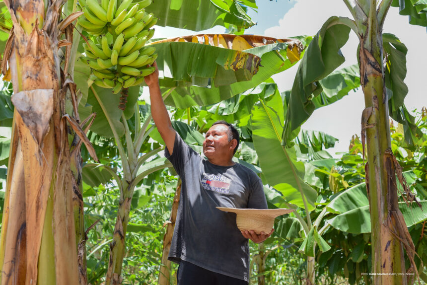 Com apoio técnico, insumos e investimentos, Prefeitura de Boa Vista garante segurança alimentar nas comunidades indígenas