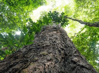 Mudança climática: gigantes da Amazônia podem ajudar cientistas