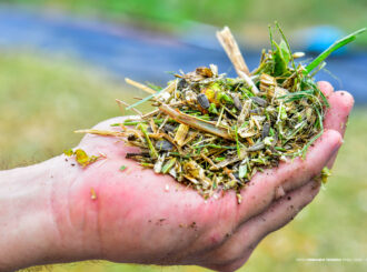 Girassol colhido na AgroBV ganha novo destino e vira alimento para animais