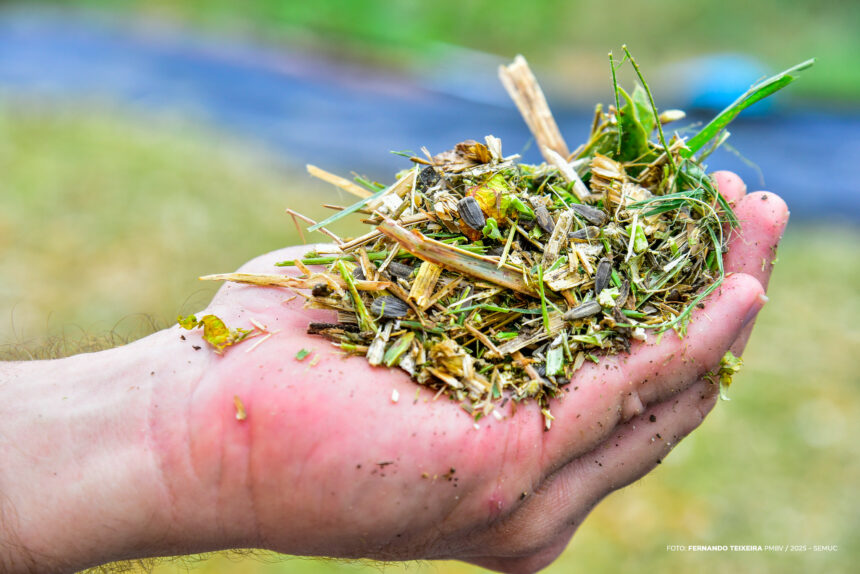 Girassol colhido na AgroBV ganha novo destino e vira alimento para animais