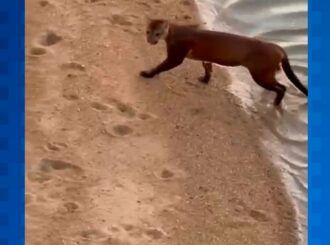 Câmeras de segurança flagram onça-parda no Centro de Boa Vista; veja vídeo