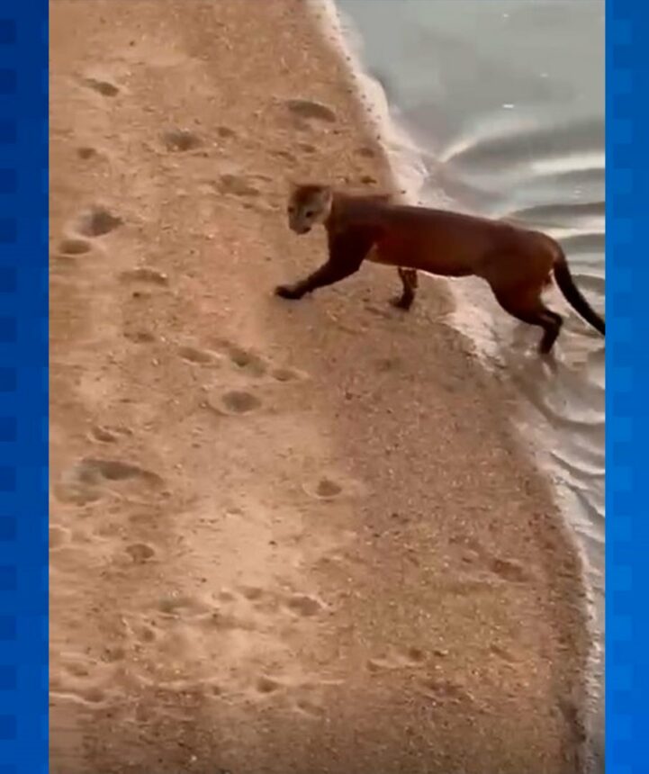 Câmeras de segurança flagram onça-parda no Centro de Boa Vista; veja vídeo