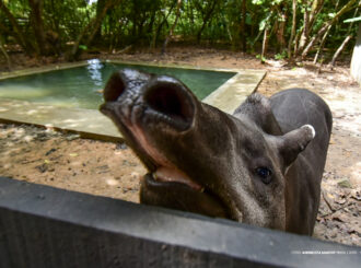 Bosque dos Papagaios reabre ao público após reforma