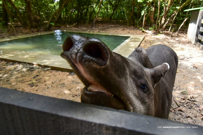 Bosque dos Papagaios reabre ao público após reforma
