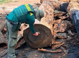 Operação do Ibama identifica uso ilegal de castanheiras por empresa de serraria em Roraima