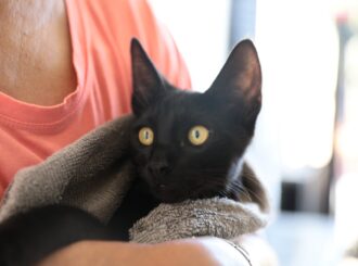 Defensoria Pública passa a realizar cadastro de animais domésticos de forma gratuita em RR