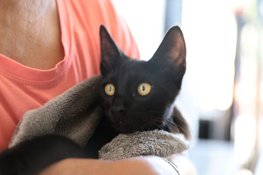 Defensoria Pública passa a realizar cadastro de animais domésticos de forma gratuita em RR