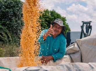 Colheita do Milho: Com assistência do município, produtores rurais aumentam produtividade e garantem mais renda às famílias do campo