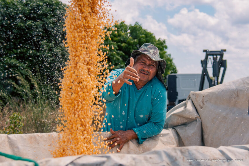 Colheita do Milho: Com assistência do município, produtores rurais aumentam produtividade e garantem mais renda às famílias do campo