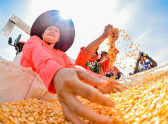 Colheita de milho fortalece agricultura familiar com apoio da Prefeitura nas comunidades indígenas de Boa Vista