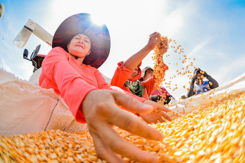 Colheita de milho fortalece agricultura familiar com apoio da Prefeitura nas comunidades indígenas de Boa Vista