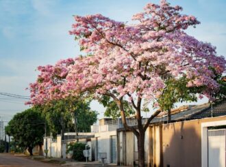 Com cores vibrantes, ipês transformam Boa Vista em um espetáculo natural