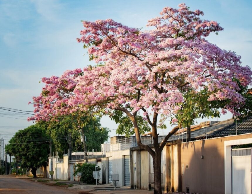Com cores vibrantes, ipês transformam Boa Vista em um espetáculo natural